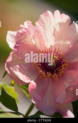 Paeonia Suffruticosa Sorte, Pfingstrose, rosa. Stockfoto