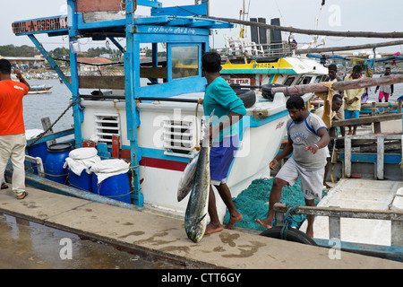 Männer entladen Fang vom Angelboot/Fischerboot, Hambantota, Sri Lanka Stockfoto