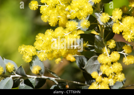 Perle Akazie (Acacia Podalyriifolia) in voller Blüte Stockfoto