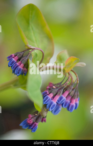 Mertensia Virginica, Virginia Bluebell, blau. Stockfoto