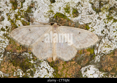 Kleine Fan-footed Welle (Idaea Biselata) in Ruhe Stockfoto