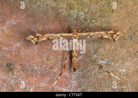 Schöne Plume Moth (Amblyptilia Acanthadactyla) ruht auf einem rosa Stein Stockfoto