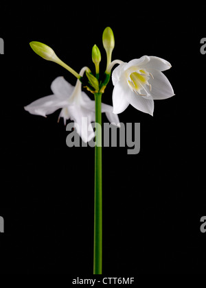 Eucharis Grandiflora, Amazon Lily, weiß, schwarz. Stockfoto