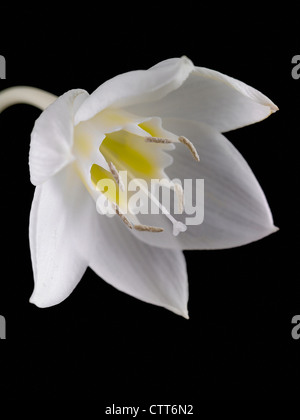 Eucharis Grandiflora, Amazon Lily, weiß, schwarz. Stockfoto