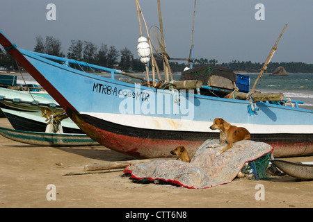 Ausleger Angelboote/Fischerboote (Oru oder Meer Kanus) am Strand, Weligama, Sri Lanka Stockfoto