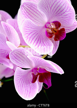 "Shanghai" Phalaenopsis, Orchidee, Motte Orchidee, rosa, schwarz. Stockfoto