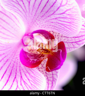 "Shanghai" Phalaenopsis, Orchidee, Moth Orchid Pink. Stockfoto