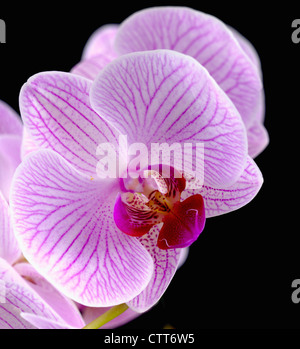 "Shanghai" Phalaenopsis, Orchidee, Motte Orchidee, rosa, schwarz. Stockfoto