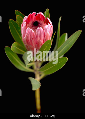 Das Protea Neriifolia X susannae, Rosa Eis, rosa, schwarz. Stockfoto