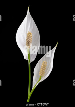 Spathiphyllum Wallisii, Peace Lily, weiße Hochblätter auf Blüten vor einem schwarzen Hintergrund. Stockfoto