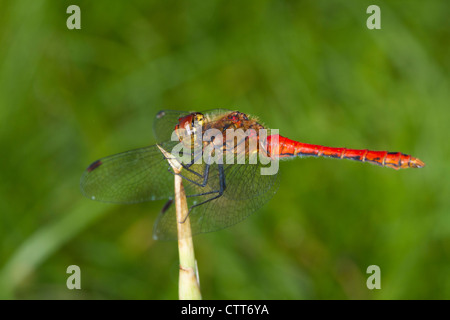 männliche Ruddy Darter (Sympetrum Sanguineum) thront auf einem Rohr Stockfoto