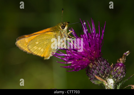 Großen Skipper (Ochlodes Venatus) Fütterung auf eine Flockenblume Blüte Stockfoto
