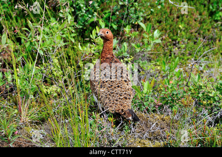 Ein Willow Ptarmigan (Lagopus lagopus), ein Staatsvogel von Alaska. Denali National Park and Preserve, Alaska, USA. Stockfoto