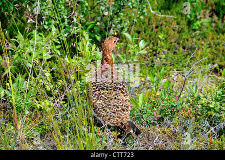 Ein Willow Ptarmigan (Lagopus lagopus), ein Staatsvogel von Alaska. Denali National Park and Preserve, Alaska, USA. Stockfoto