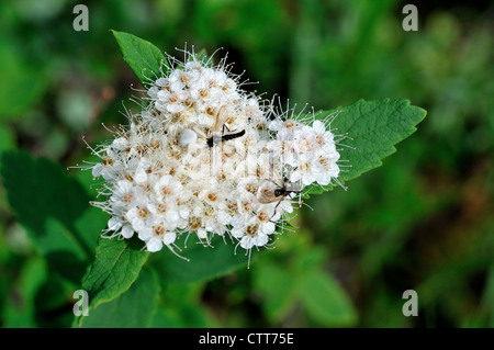 Eine perfekt getarnte weisse Spinne gefangen eine Fliege in einem Cluster von Trappern Tee-Blumen. Denali Nationalpark, Alaska, USA. Stockfoto