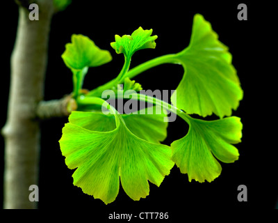 Ginkgo Biloba, Ginkgo, tausend Baum, grüne Blätter auf Ast vor einem schwarzen Hintergrund entstehen. Stockfoto