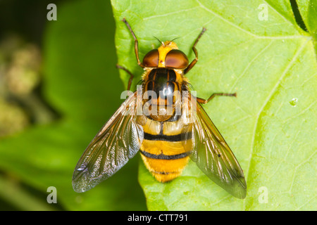 Volucella Inanis Hoverfly ruht auf einem Blatt Stockfoto