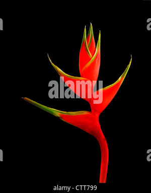 Heliconia Wagneriana Sorte, Heliconia, rot, schwarz. Stockfoto