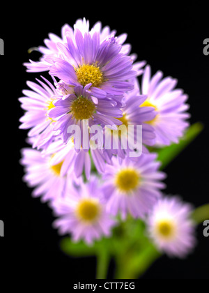 Aster Novi-Belgii Sorte, Aster, lila, schwarz. Stockfoto