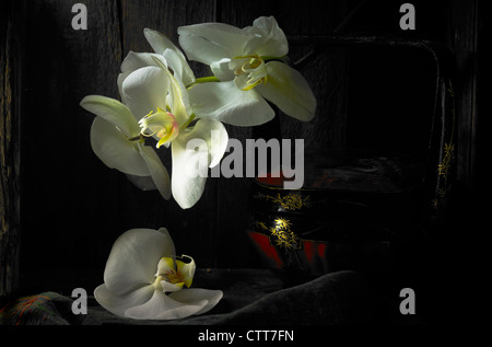 Phalaenopsis Amabilis, weiße Motte Orchidee Blüten mit einem schwarzen Hintergrund. Stockfoto