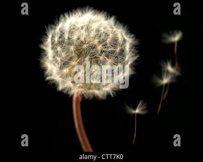 Taraxacum Officinale, Löwenzahn Uhr, grau, schwarz. Stockfoto