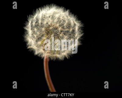 Taraxacum Officinale, Löwenzahn Uhr, grau, schwarz. Stockfoto