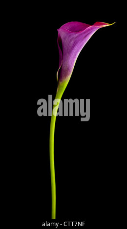 Zantedeschia "Captain Prado", Lily, Arum Lilie, Calla Lilie, violett, schwarz. Zantedeschia "Captain Prado", Lily, Arum Lilie, Calla Lilie, violett, schwarz.
