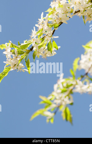 Sorte Magnolie, Magnolia, weiß, blau. Stockfoto