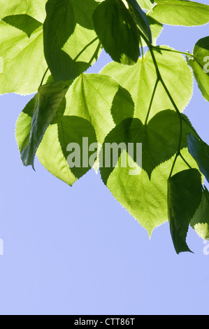 Tilia Sorte, Linden, Lime tree, grün, blau. Stockfoto