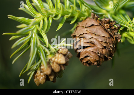 Cunninghamia Lanceolata, China-Tanne, grün. Stockfoto