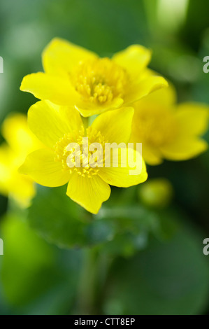 Caltha Palustris, Marsh Marigold, gelb, grün. Stockfoto