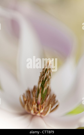 X loebneri Magnolie, Magnolia, weiß. Stockfoto