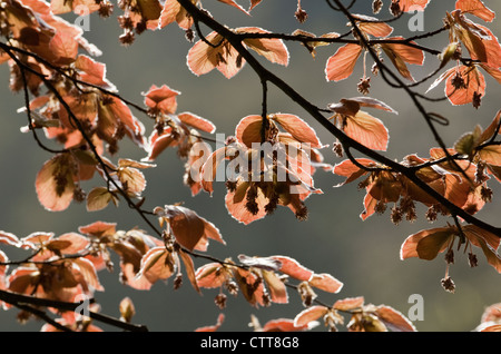 Fagus Sylvatica Purpurea, Blutbuche, rot. Stockfoto