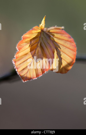 Fagus Sylvatica Purpurea, Blutbuche, rot. Stockfoto