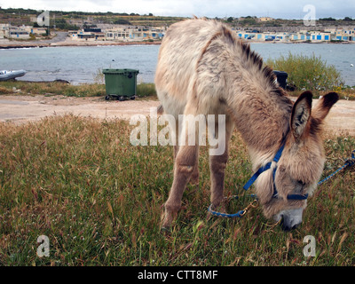 Ein Esel ist Essen ein Gras Stockfoto