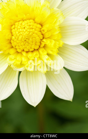 Dahlia Kulturvarietät, Dahlie, weiß. Stockfoto