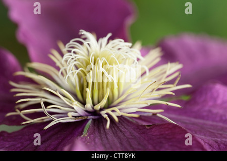 Clematis-Sorte, Clematis, lila. Stockfoto