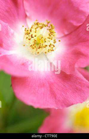 Rosa 'Ballerina', Rose, Pink. Stockfoto