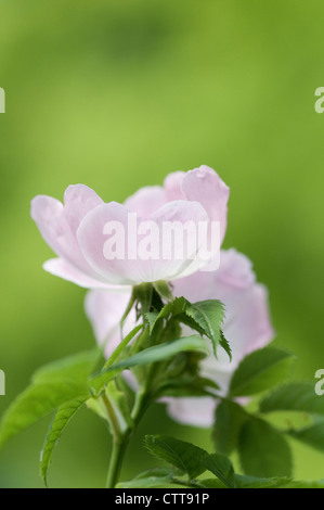 Rosa Canina, Rose, Wild rose, Dog rose, Pink, grün. Stockfoto