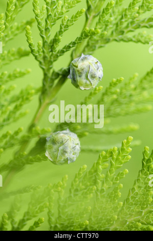 Juniperus Chinensis, Wacholder, chinesischer Wacholder, grün, grün. Stockfoto