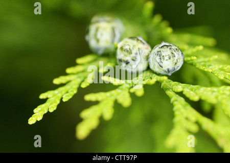 Juniperus Chinensis, Wacholder, chinesischer Wacholder, grün, grün. Stockfoto