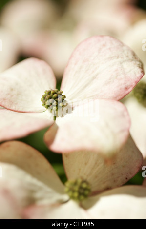 Cornus Kousa Hartriegel, blühenden Hartriegels, rosa. Stockfoto