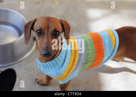 Dackel Avaiable zur Annahme mit dem Trinken von Pan und kalten Jumper im Winter Stockfoto