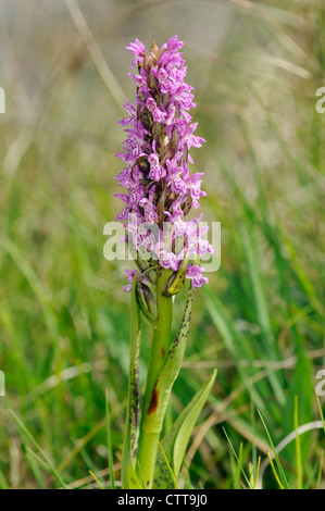 Gesprenkelt Knabenkraut - Dactylorhiza Wurzelsud cruenta Stockfoto