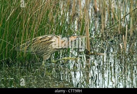 Rohrdommel zu Fuß aus Schilf Stockfoto