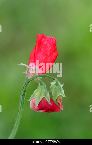 Rote Blumen Duftende Platterbse (Lathyrus man) Stockfoto