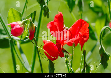 Rote Blumen Duftende Platterbse (Lathyrus man) Stockfoto