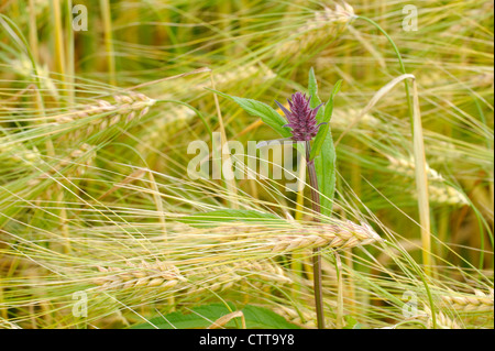 Prunella Vulgaris (bekannt als gemeinsame heilen oder Heal-all) ist eine krautige Pflanze der Gattung Prunella. Stockfoto