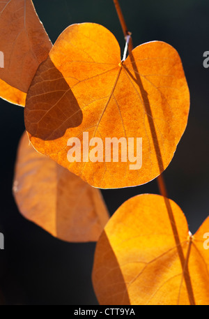 Cercis Siliquastrum, Judasbaum, Orange, schwarz. Stockfoto