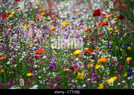 Wilde Blumen wachsen in Birmingham, UK Stockfoto